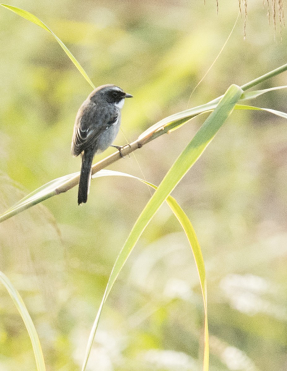 Gray Bushchat - Ken Langelier