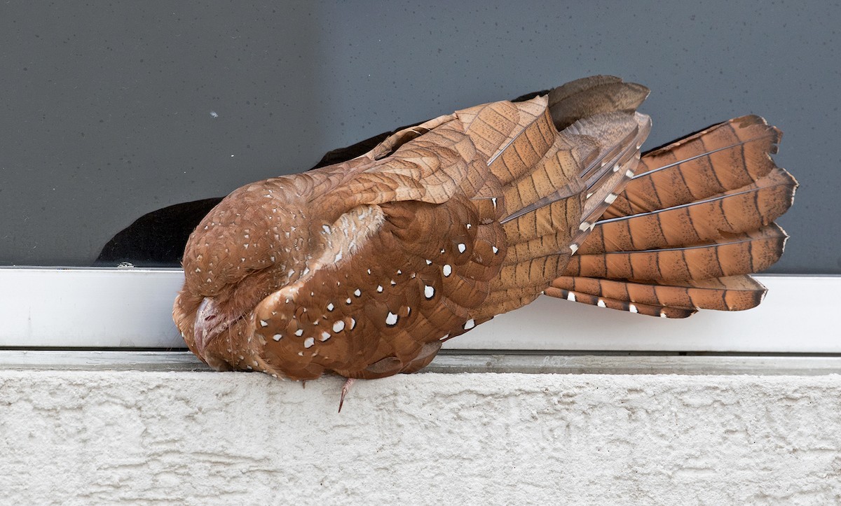 Oilbird - Sam Woods/Tropical Birding Tours