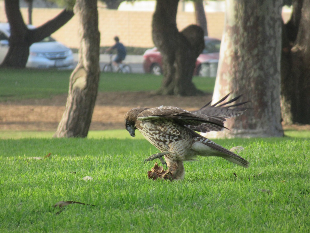 Red-tailed Hawk - Lindsay Fitch