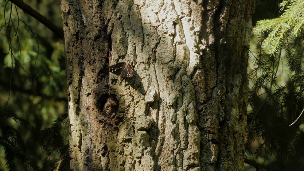 Eurasian Pygmy-Owl - ML76672521