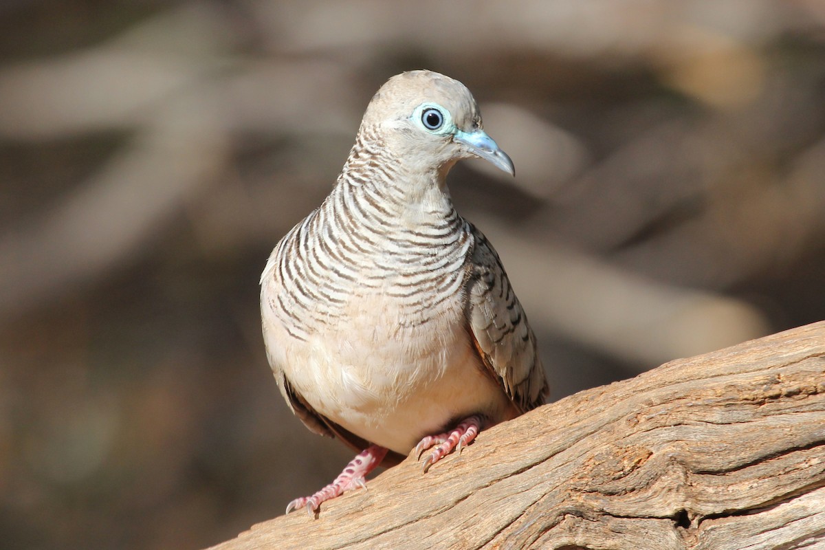 Peaceful Dove - Ray Turnbull