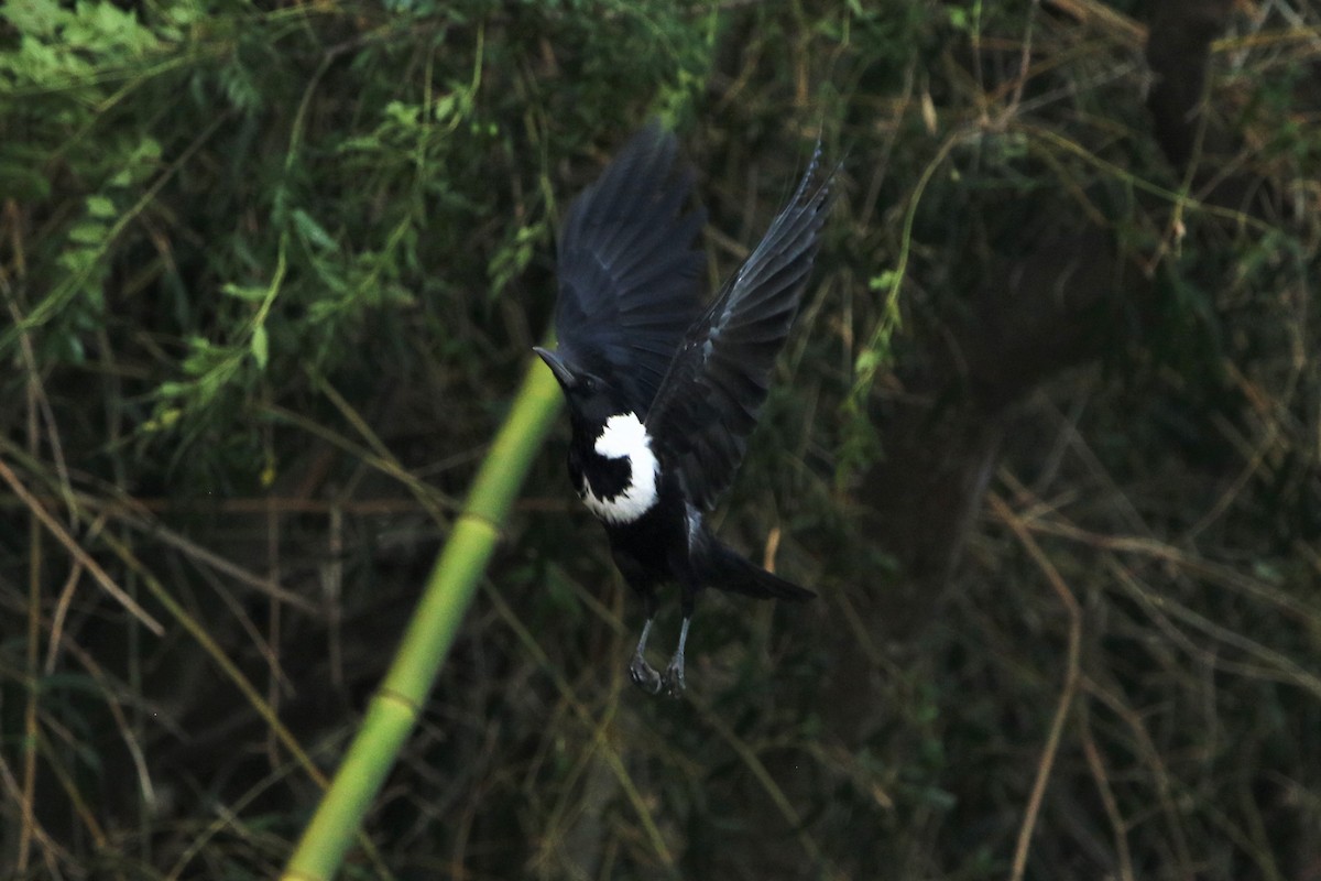 Collared Crow - Diane Eubanks