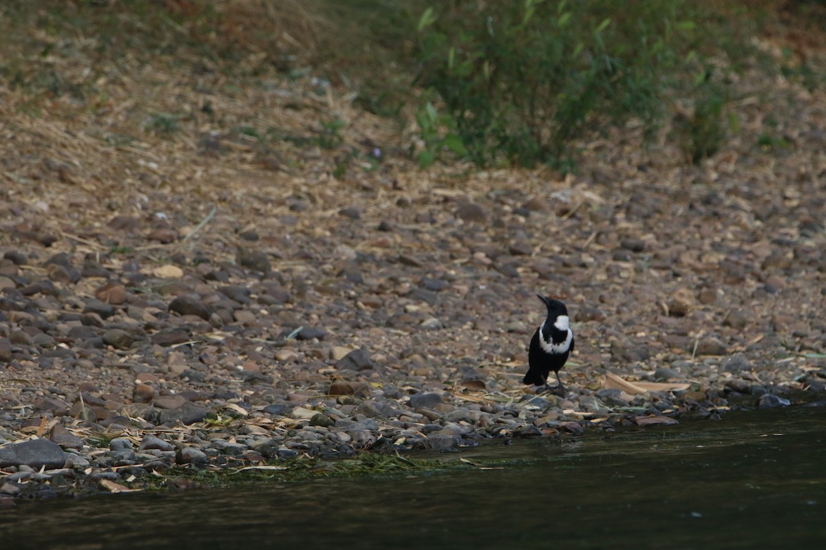 Collared Crow - ML76672981