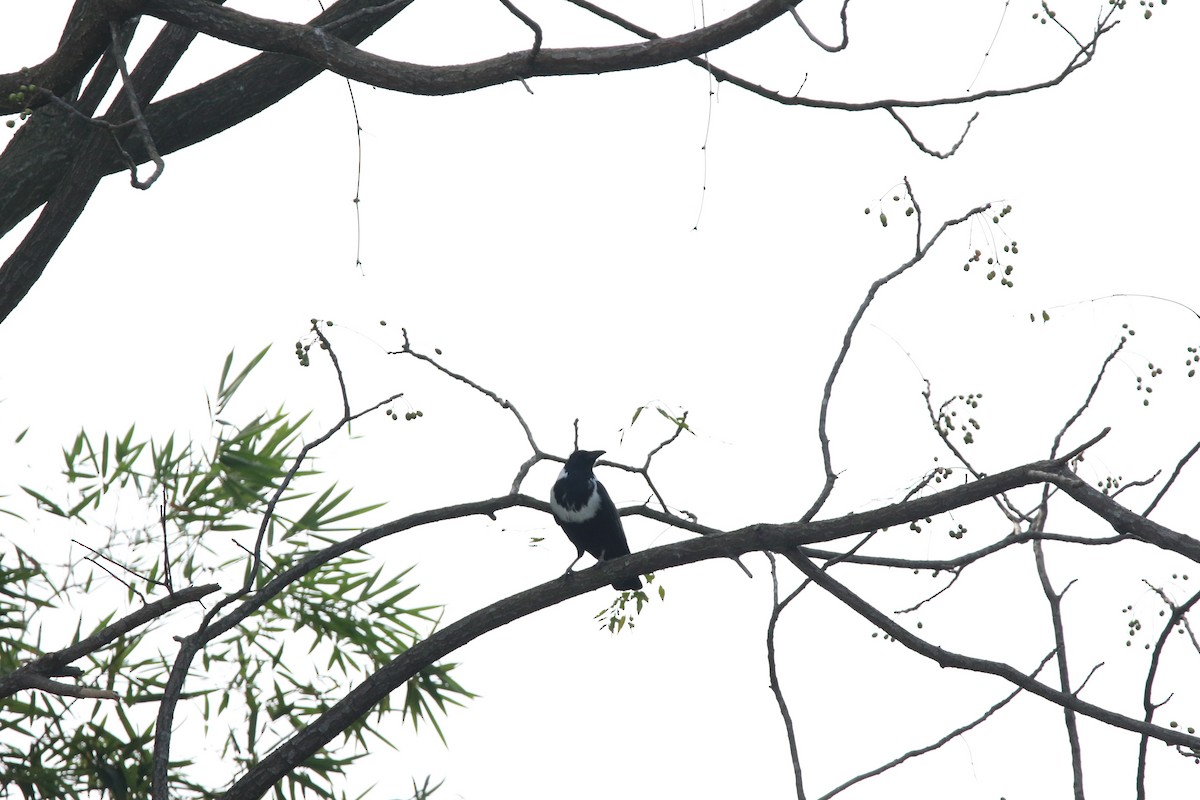 Collared Crow - ML76673011