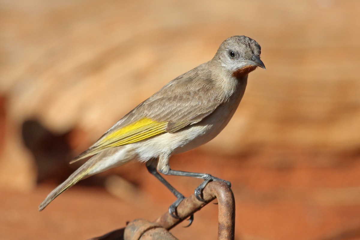 Rufous-throated Honeyeater - Ray Turnbull