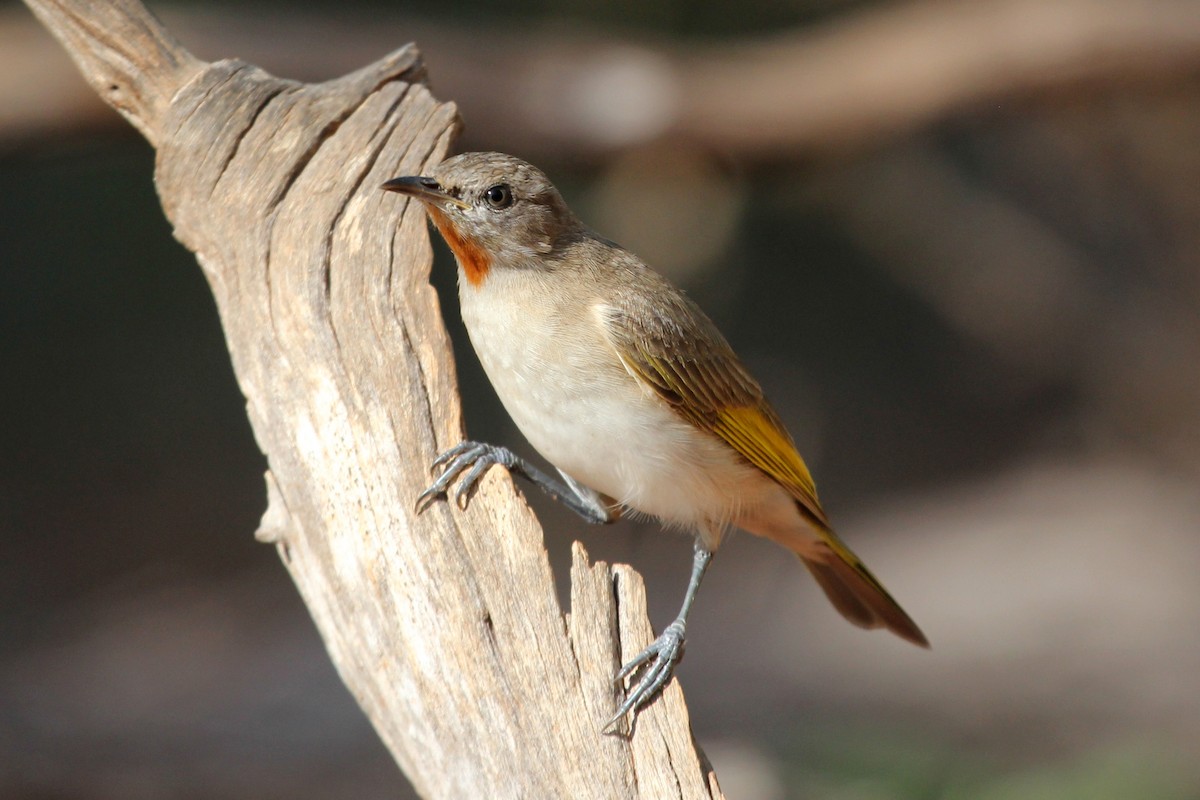 Rufous-throated Honeyeater - ML76673041