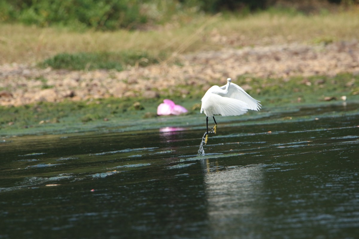 Little Egret - ML76673061