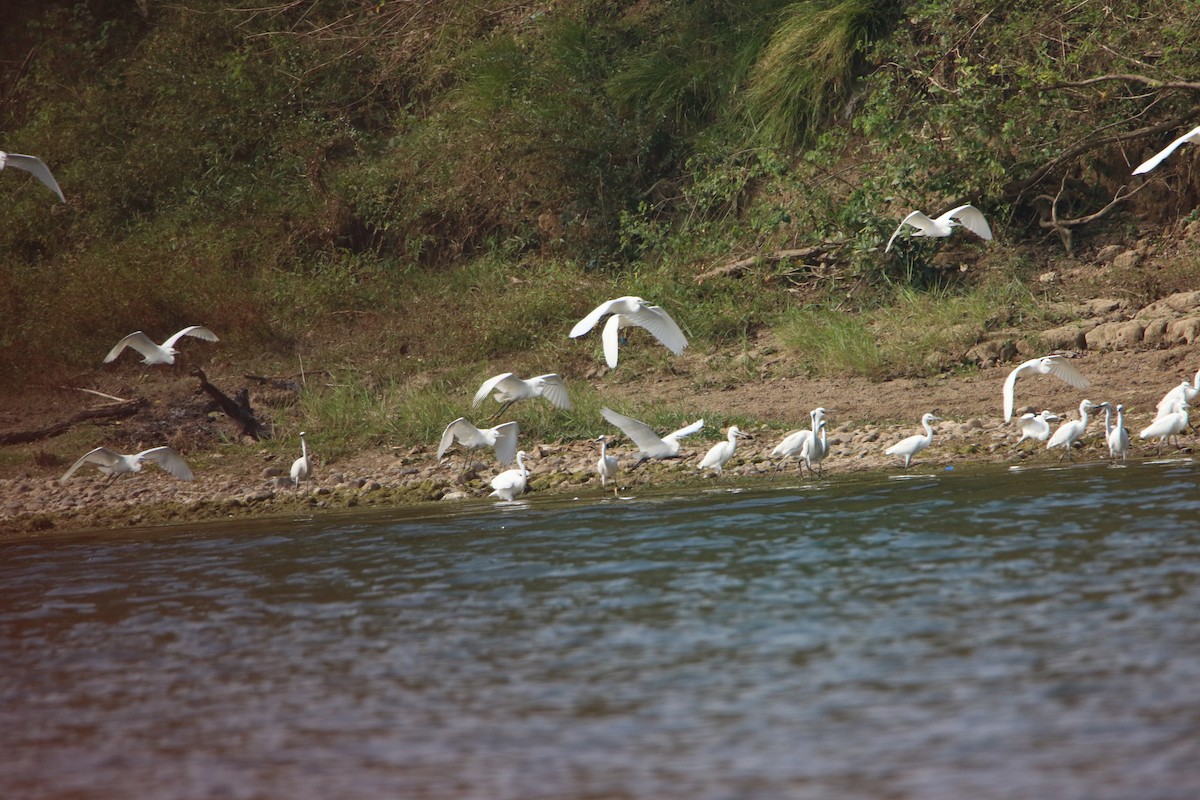 Little Egret - ML76673131