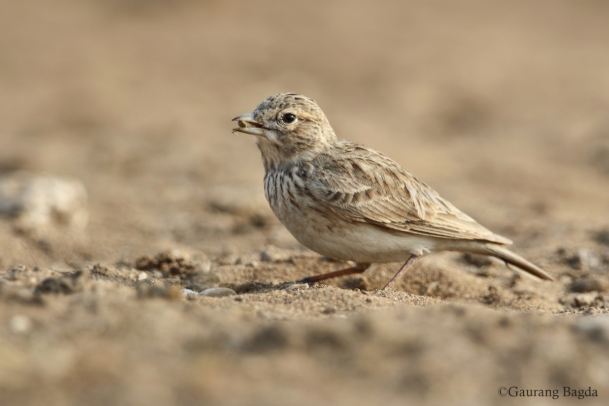 Sand Lark - Gaurang Bagda