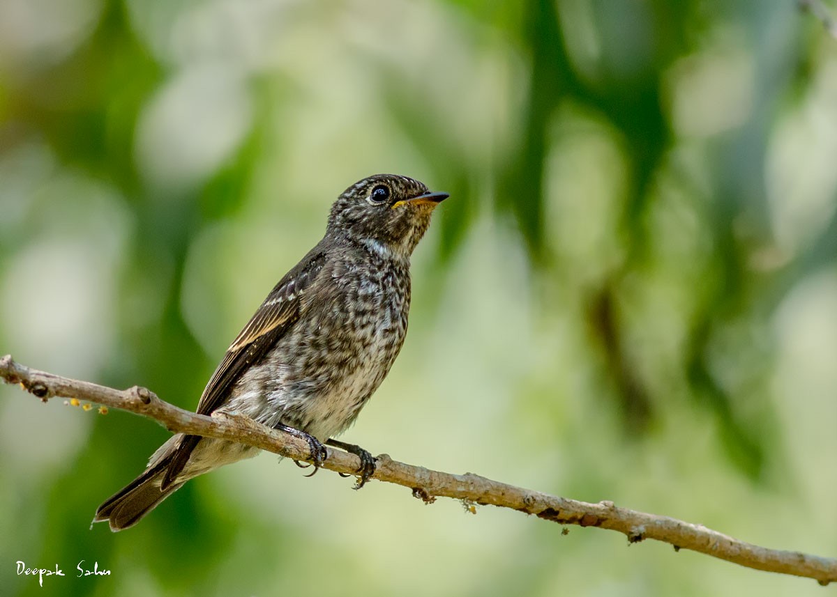 Dark-sided Flycatcher - ML76673751