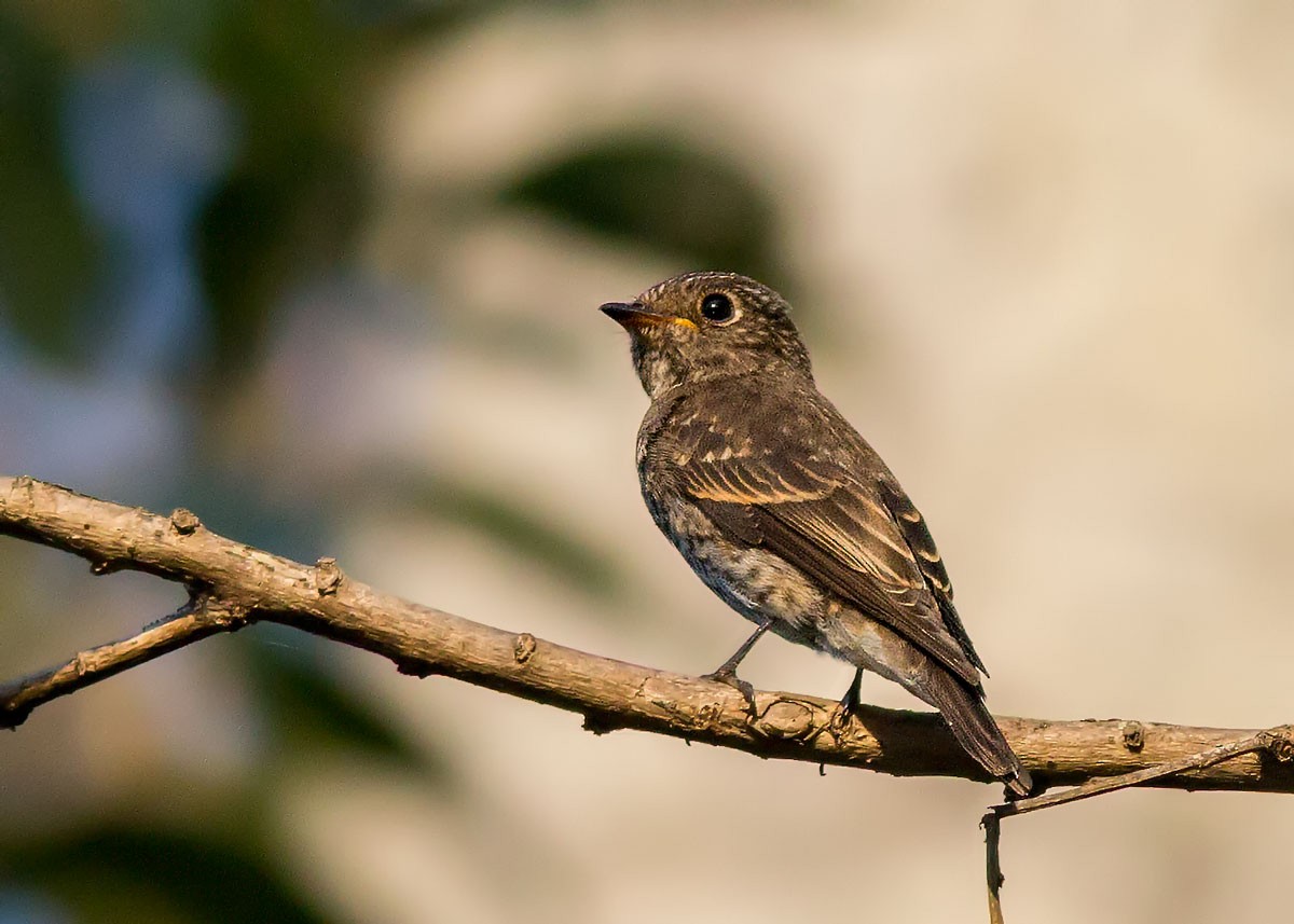 Dark-sided Flycatcher - ML76673761