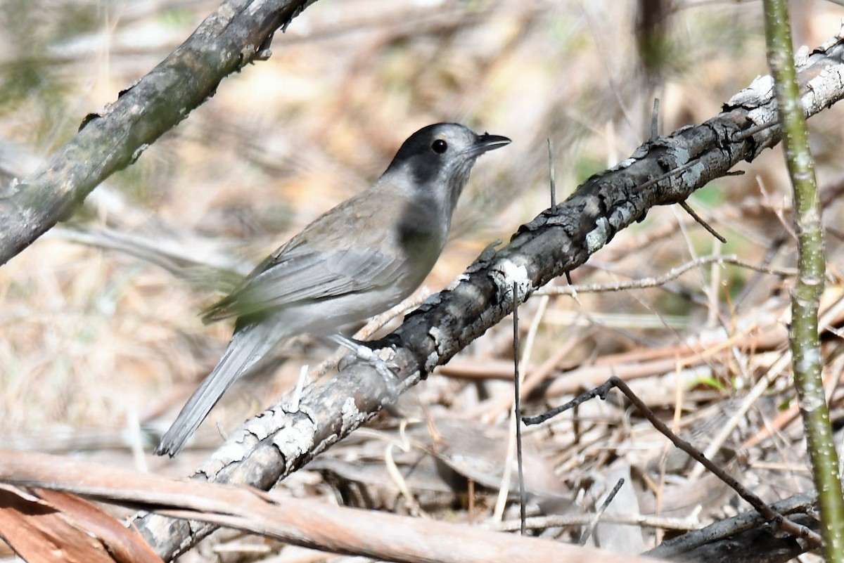 Gray Shrikethrush - ML76675021