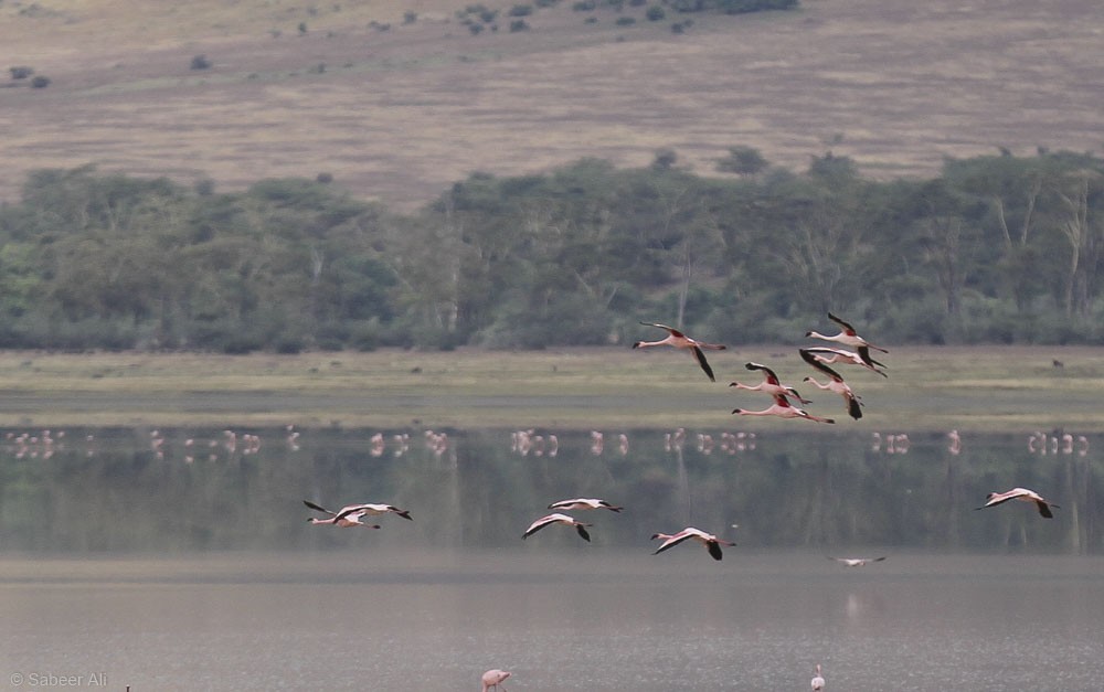 Lesser Flamingo - ML76675141