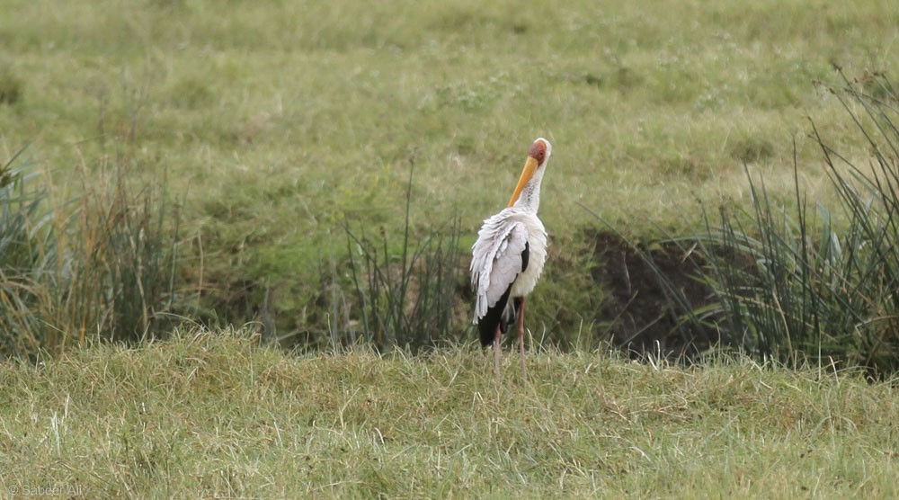 Yellow-billed Stork - ML76675151