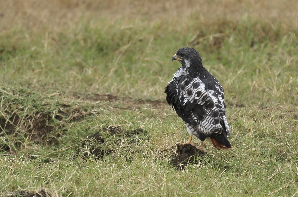 Augur Buzzard (Augur) - ML76675251