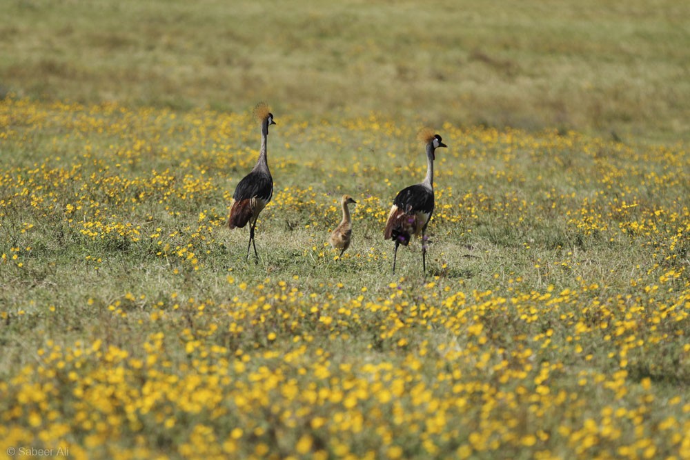 Gray Crowned-Crane - ML76675291