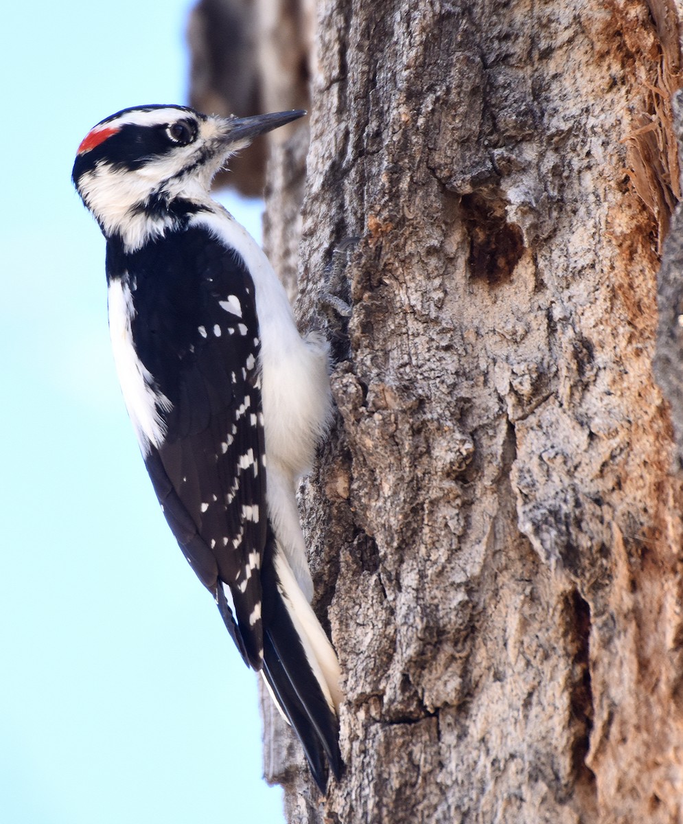 Hairy Woodpecker (Rocky Mts.) - Steven Mlodinow