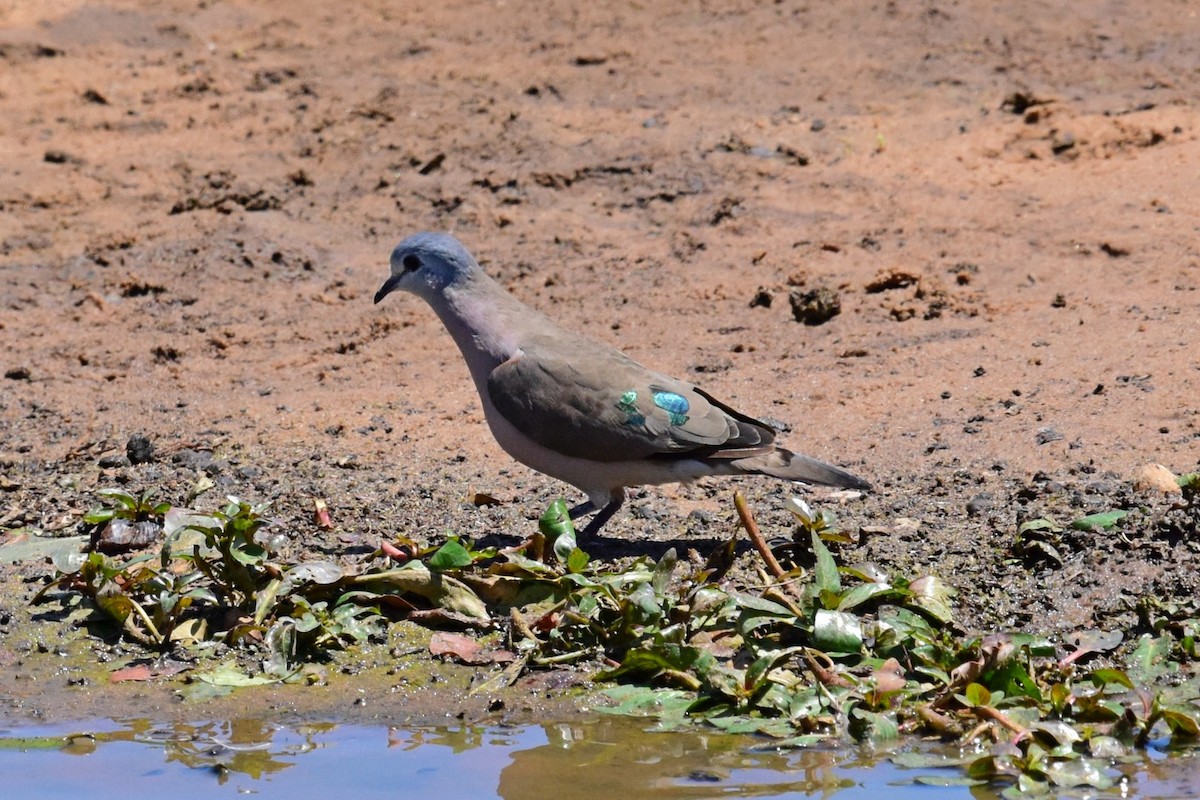 Emerald-spotted Wood-Dove - Joel Trick