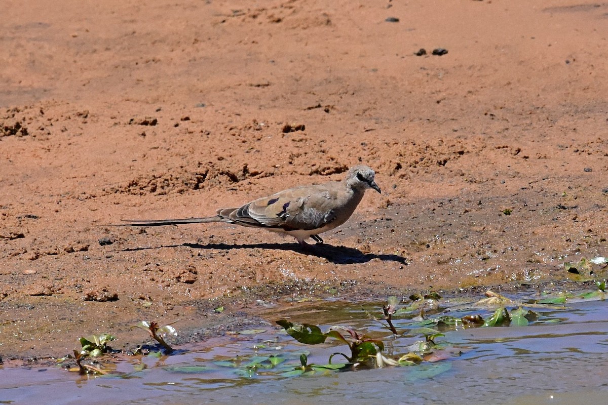 Namaqua Dove - ML76677241