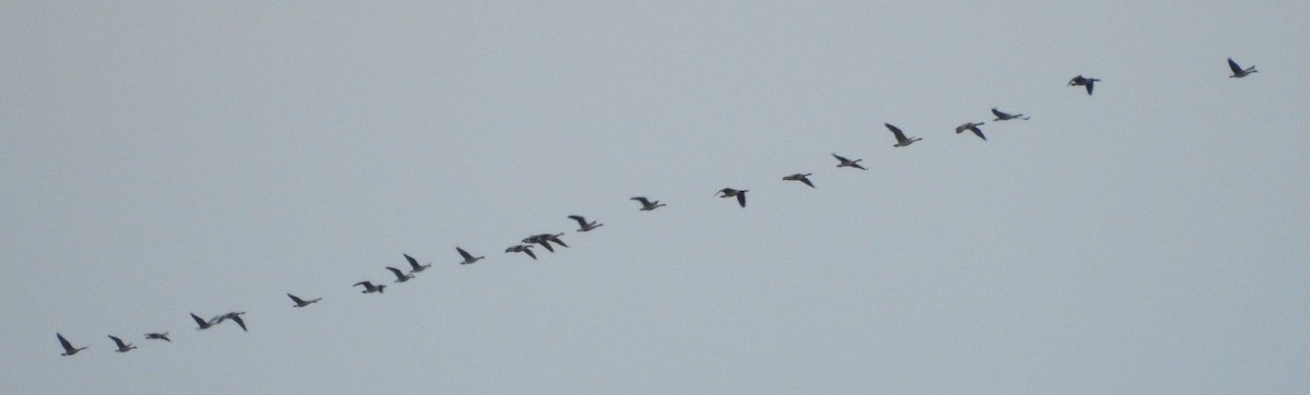 Canada Goose - Shane Sater