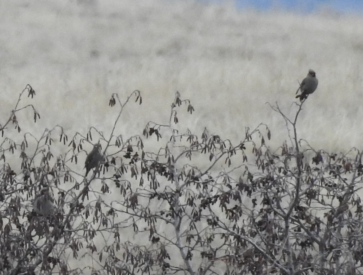 Bohemian Waxwing - ML76678291