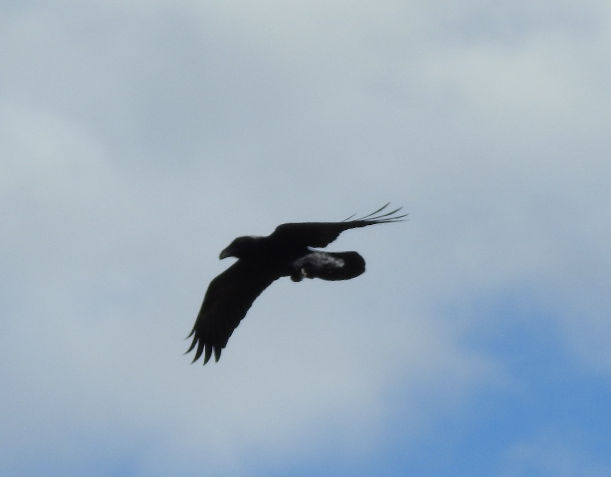 Common Raven - ML76678341