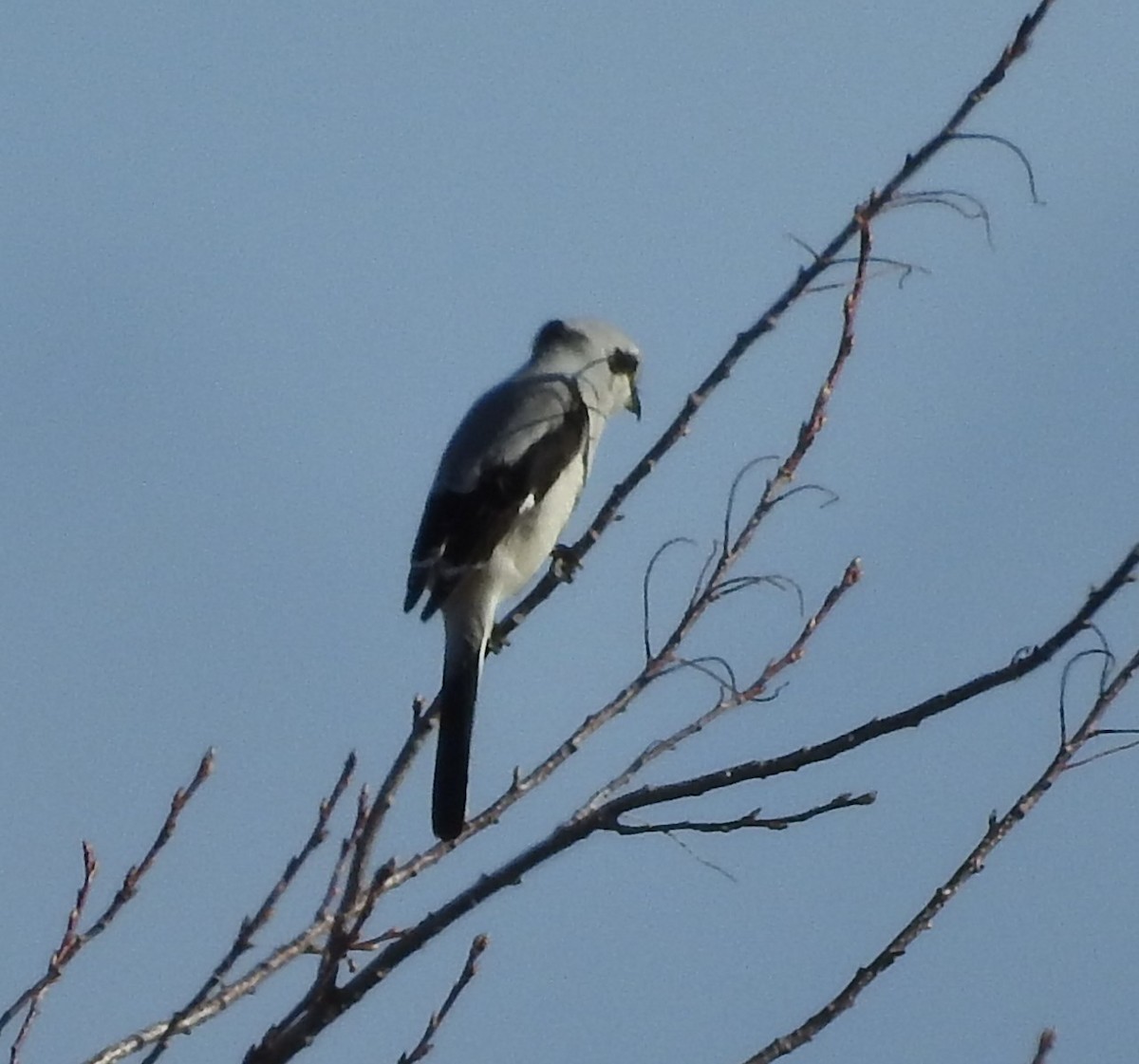 Northern Shrike - Shane Sater