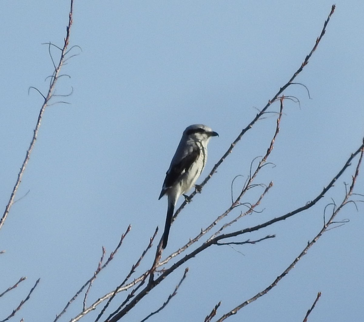 Northern Shrike - ML76678511