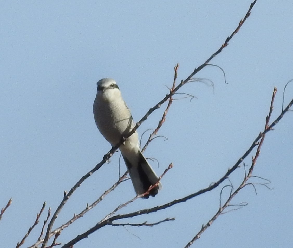 Northern Shrike - ML76678521