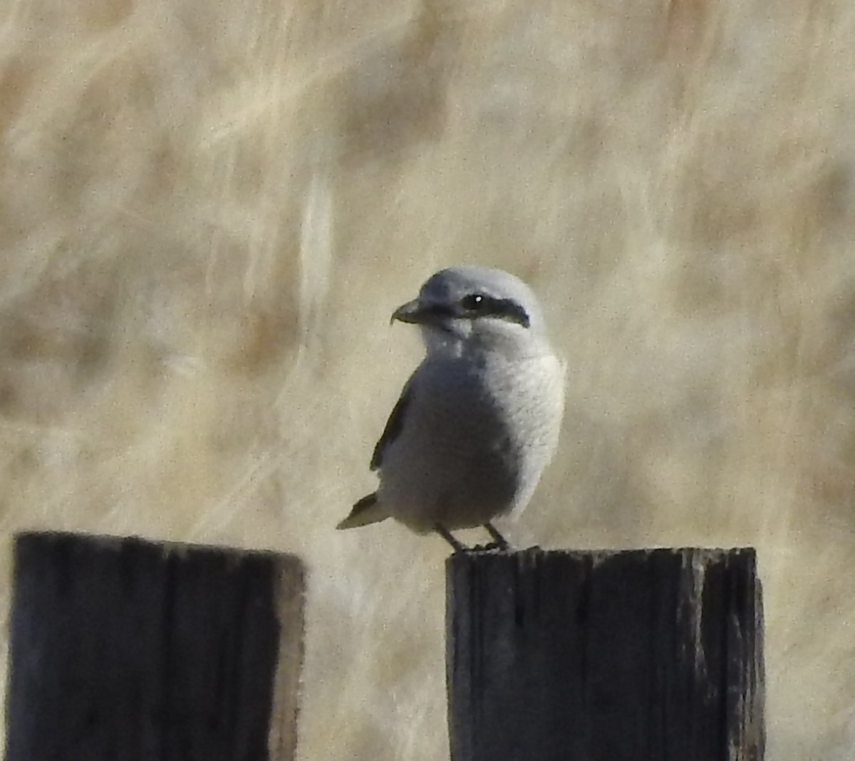 Northern Shrike - ML76678531