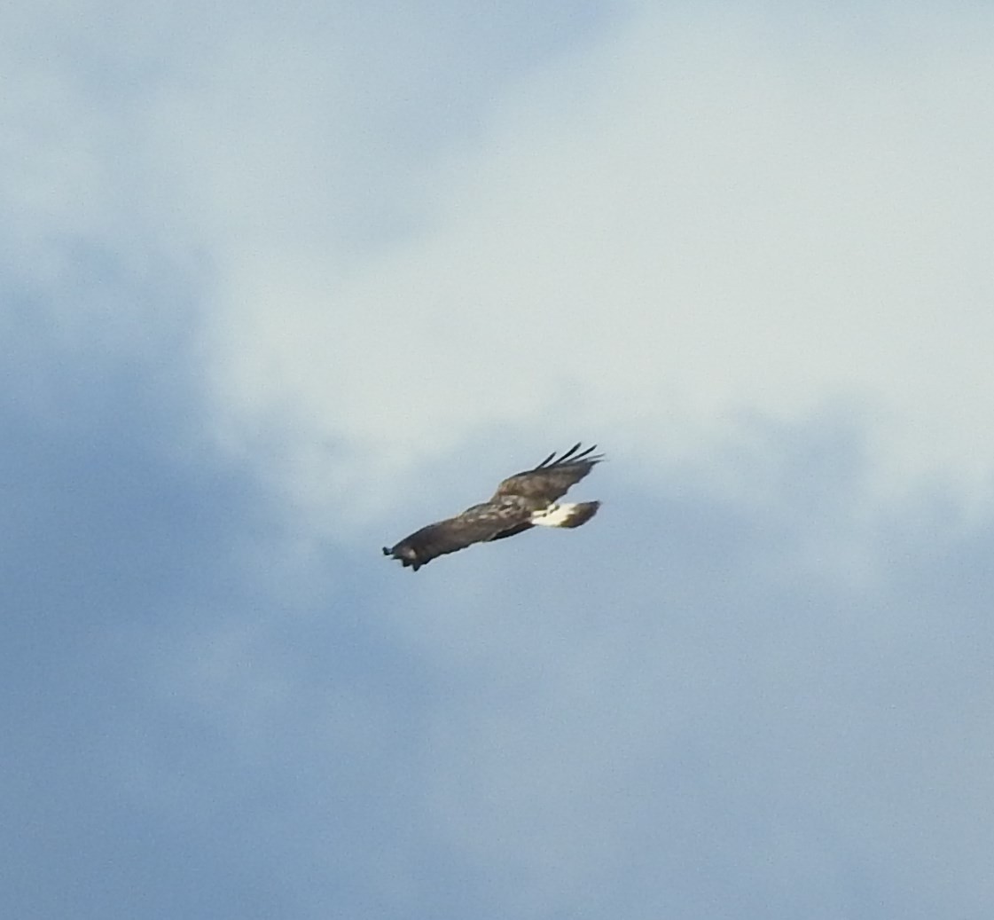 Rough-legged Hawk - ML76678541