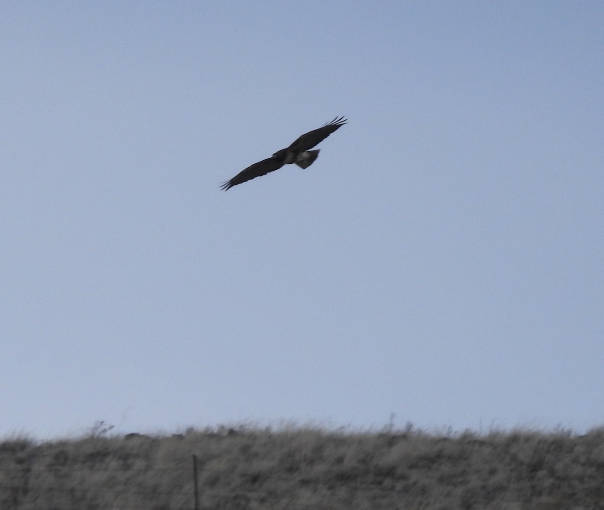 Red-tailed Hawk - ML76678611