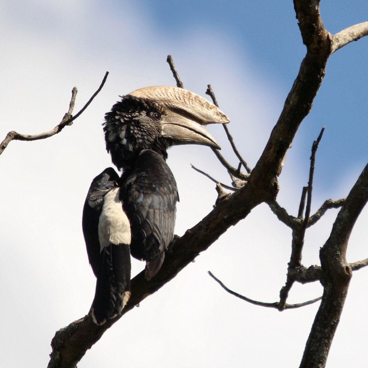 Silvery-cheeked Hornbill - ML76678741