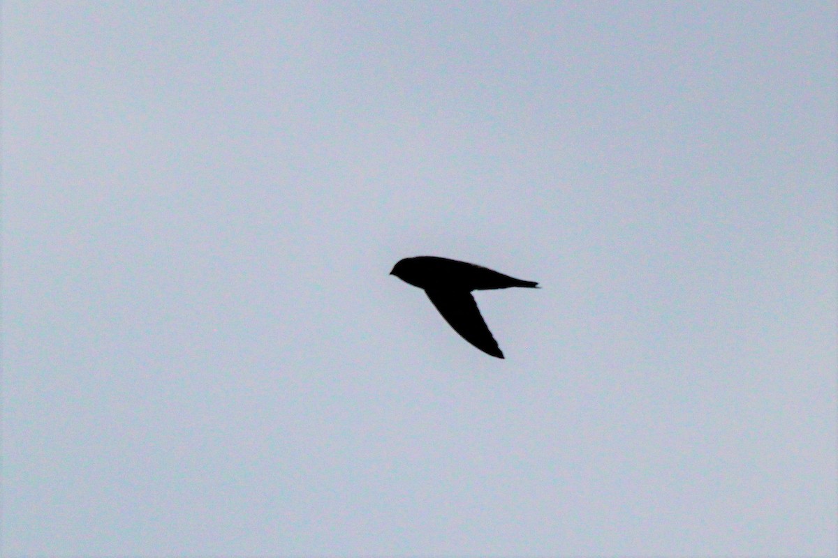 Germain's Swiftlet - ML76679501