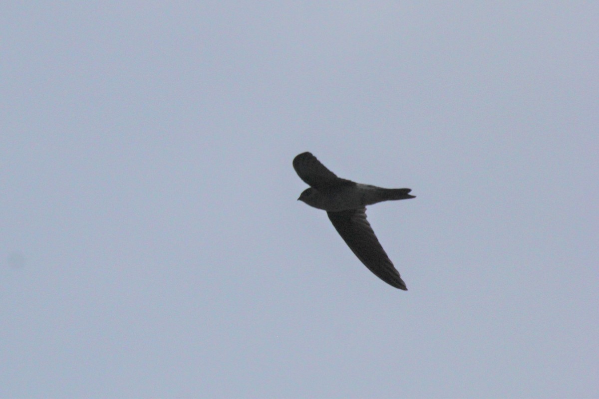 Germain's Swiftlet - ML76679551