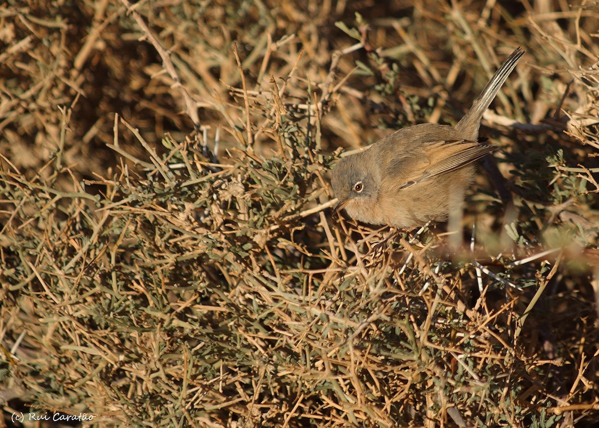 Tristram's Warbler - Rui Caratão