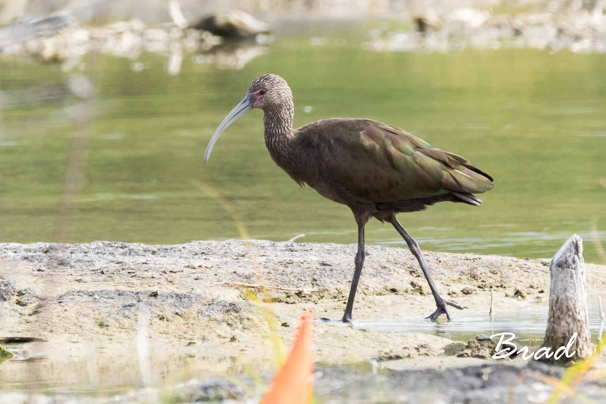 White-faced Ibis - ML76680701