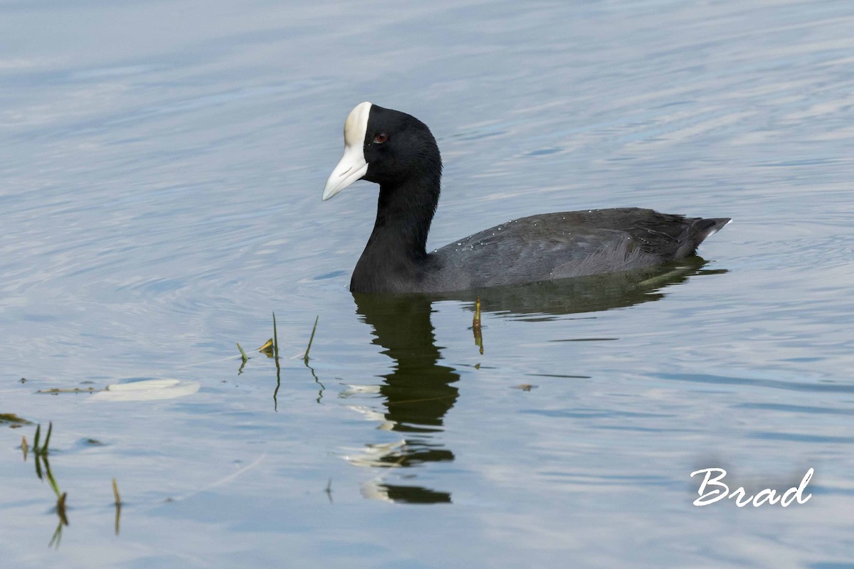 Hawaiian Coot - Brad Argue