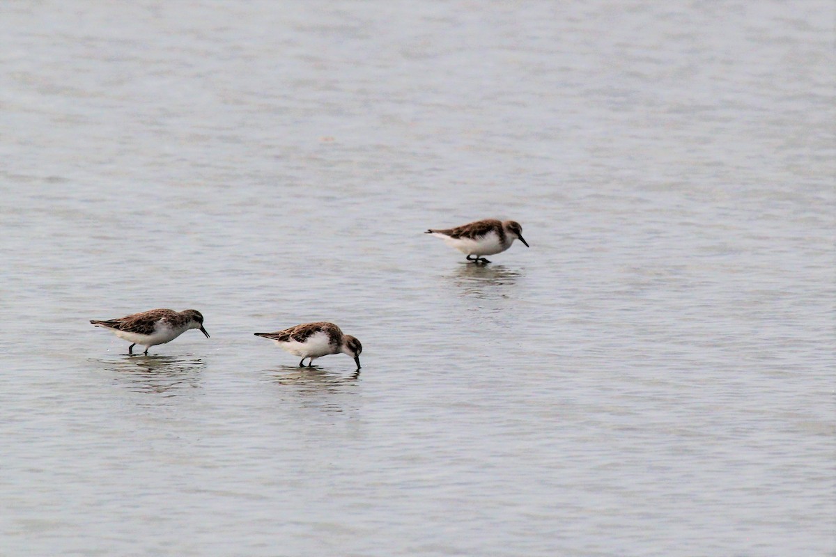 Red-necked Stint - ML76680831