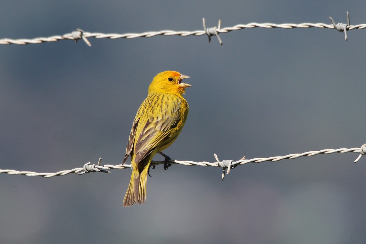 Saffron Finch - Michael Weymann