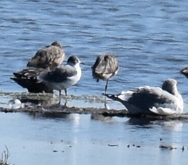 Franklin's Gull - ML76682771