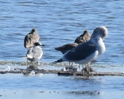 Franklin's Gull - Don Hoechlin