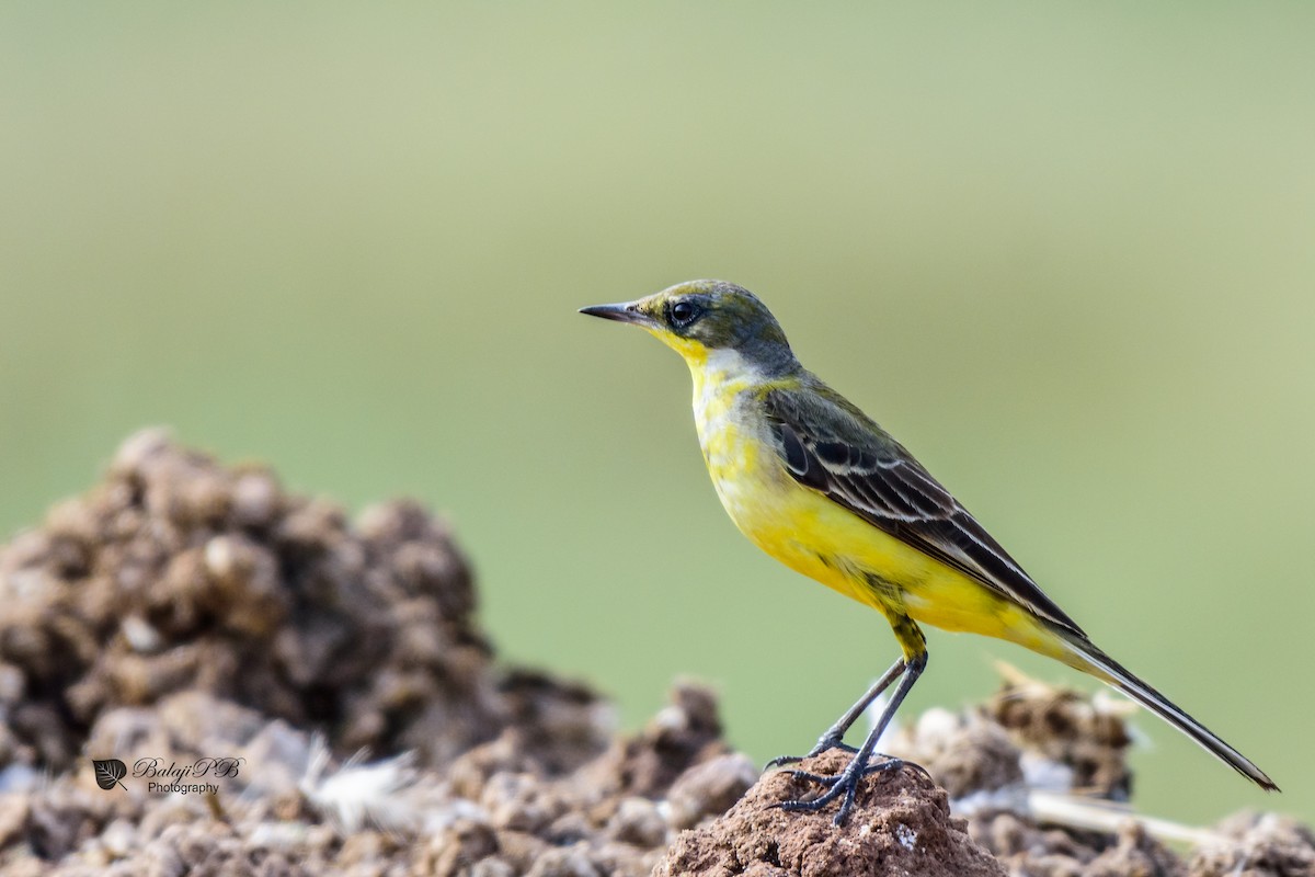 Western Yellow Wagtail - ML76683931