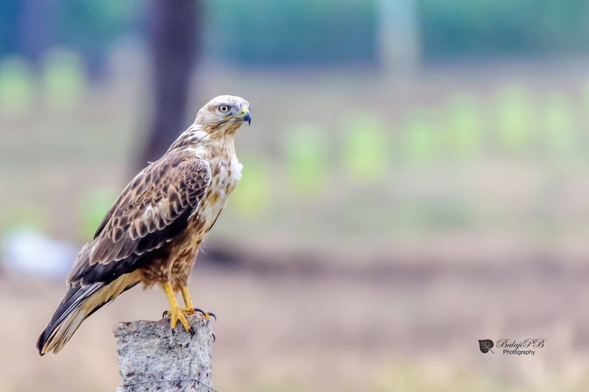 Long-legged Buzzard - ML76684041