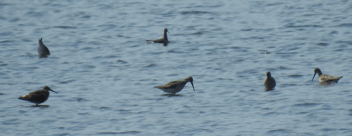 Stilt Sandpiper - ML76686921