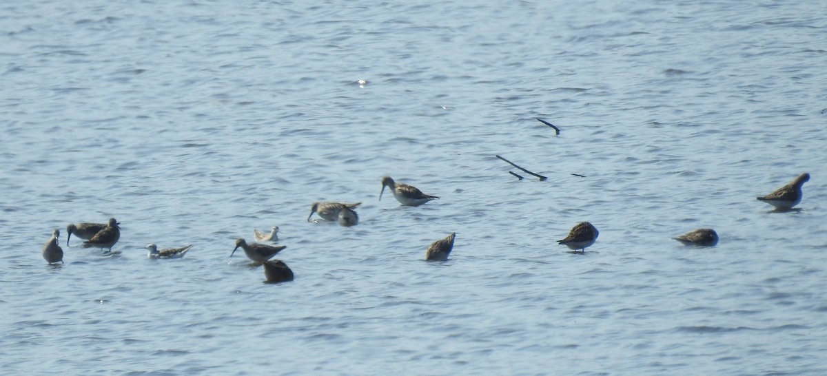 Stilt Sandpiper - ML76686941