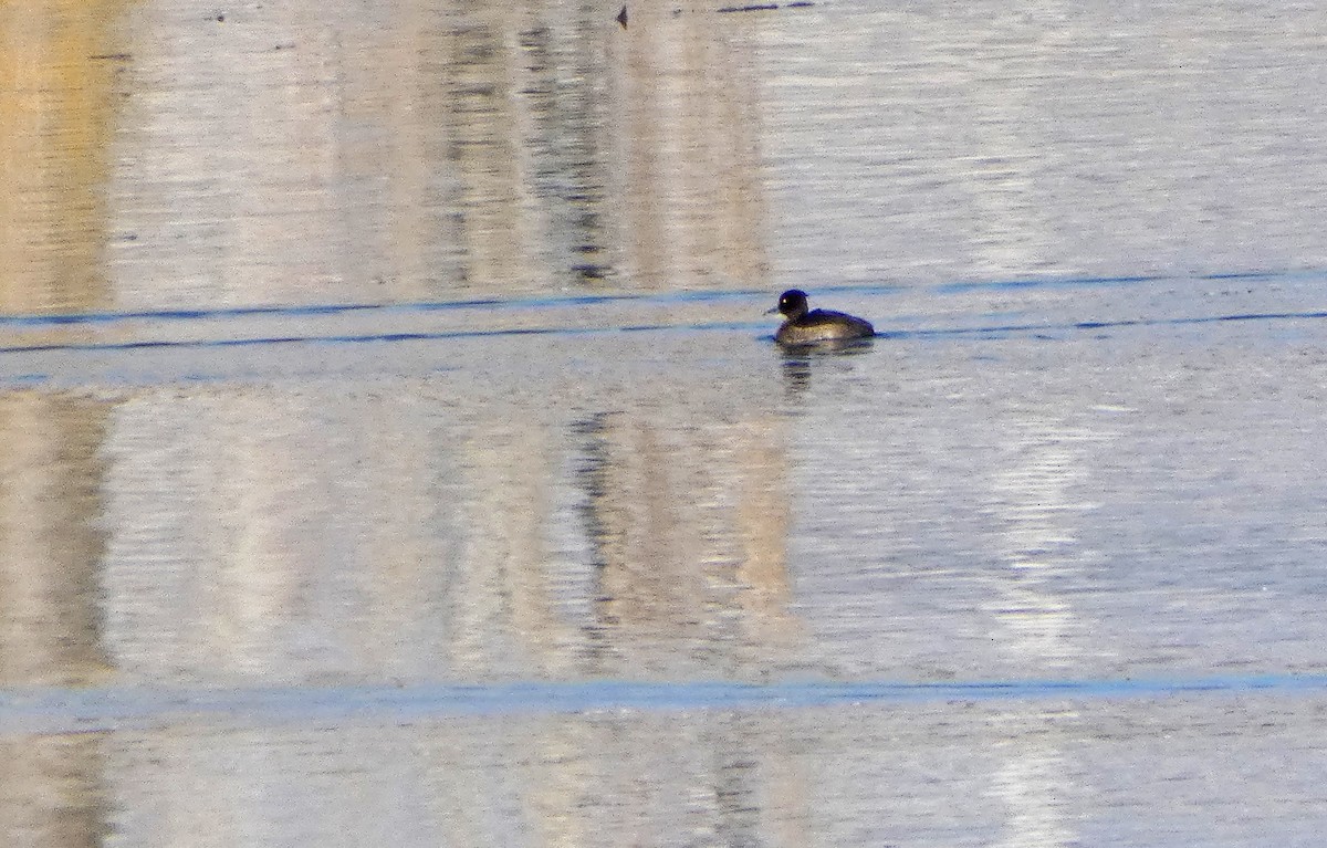 Tufted Duck - ML76687451