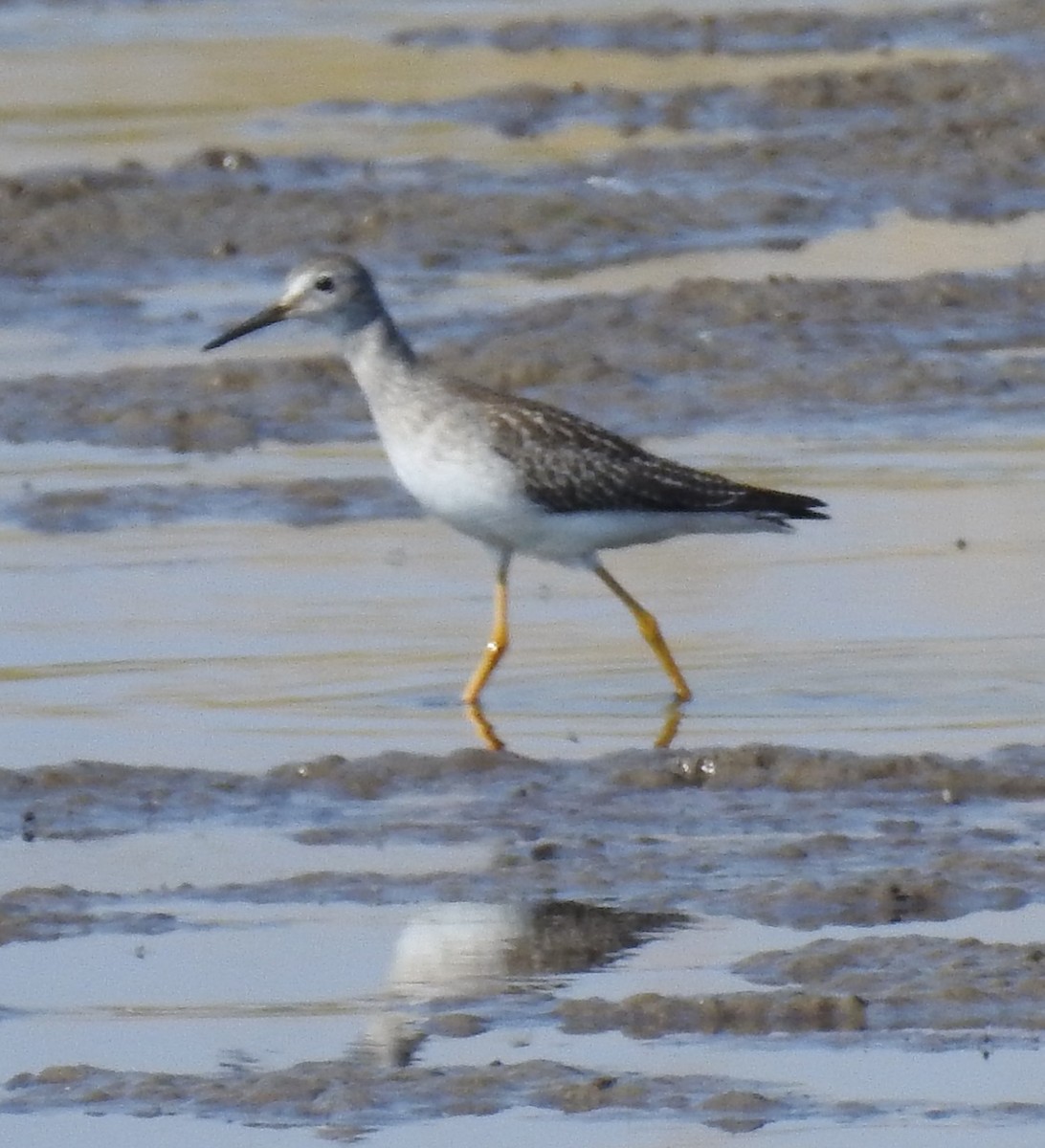 Lesser Yellowlegs - ML76687871