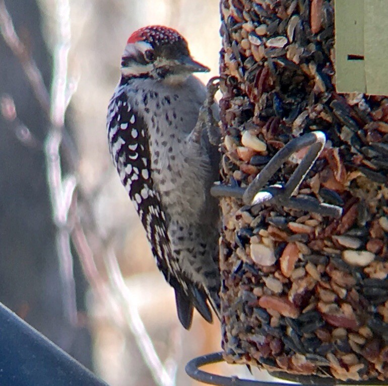 Ladder-backed Woodpecker - ML76688601