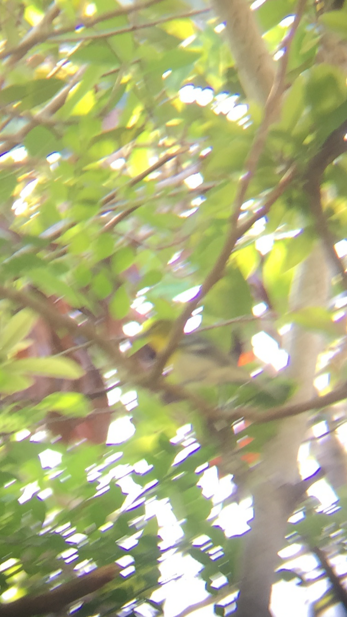 Yellow-throated Vireo - ML76693161